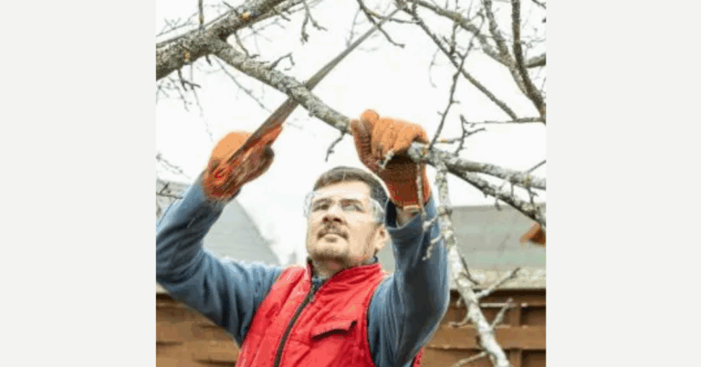 Tree Pruning Services Near Me: A Complete Guide for Healthy Trees and Beautiful Landscapes